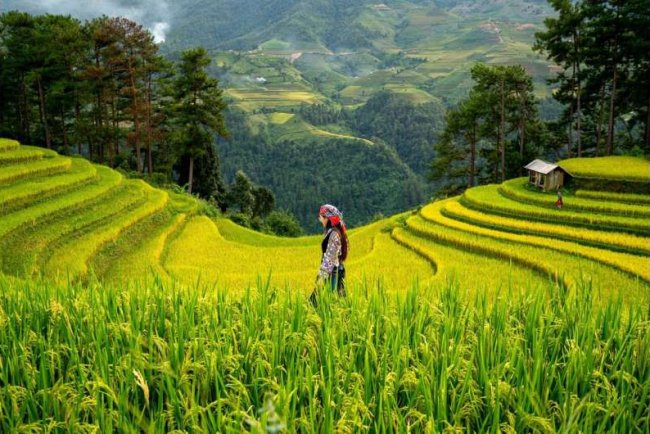 Study Finds Staple Crop Expansion Drives Global Deforestation