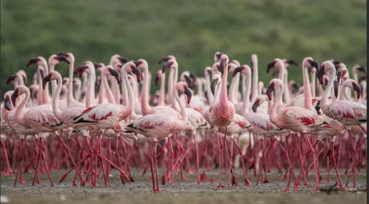 Patna Bird Sanctuary and Chhari Dhand Become India’s Latest Ramsar Wetlands