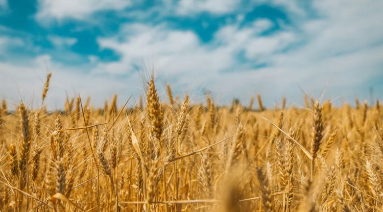 Biochar from Agricultural Waste May Store Carbon in Soils for Decades: UEL Study
