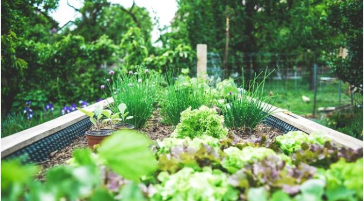 Research Shows Long-Term Partnerships Support Sustainable Urban Farming