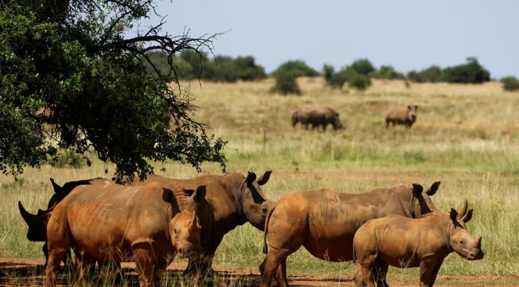 South Africa Records 16% Drop in Rhino Poaching in 2025