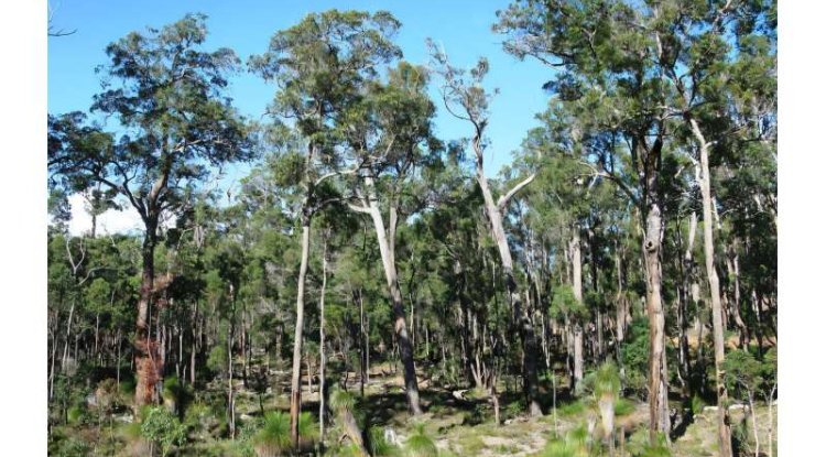 Study Finds Heat and Drought Impact Australia’s Jarrah Forests Unevenly