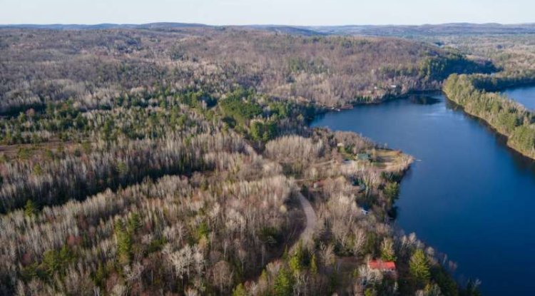 Forest Loss Changes How Watersheds Store and Release Water, Global Study Finds