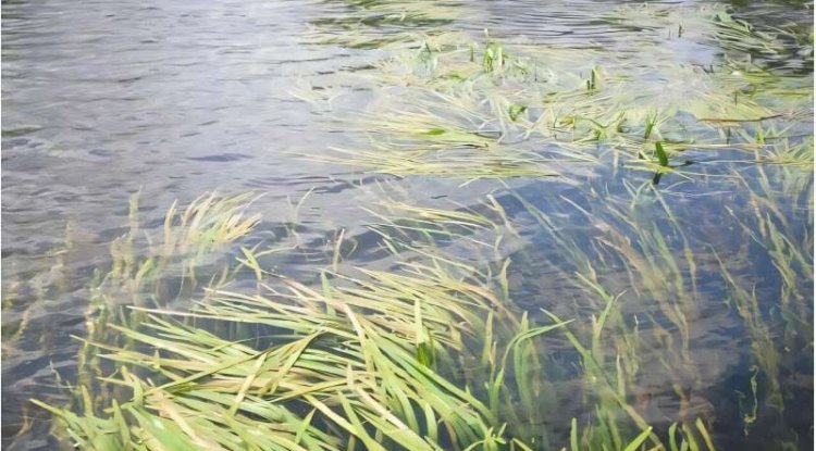 Aquatic Plants Stabilise Spree River Levels Despite Declining Flow: Study