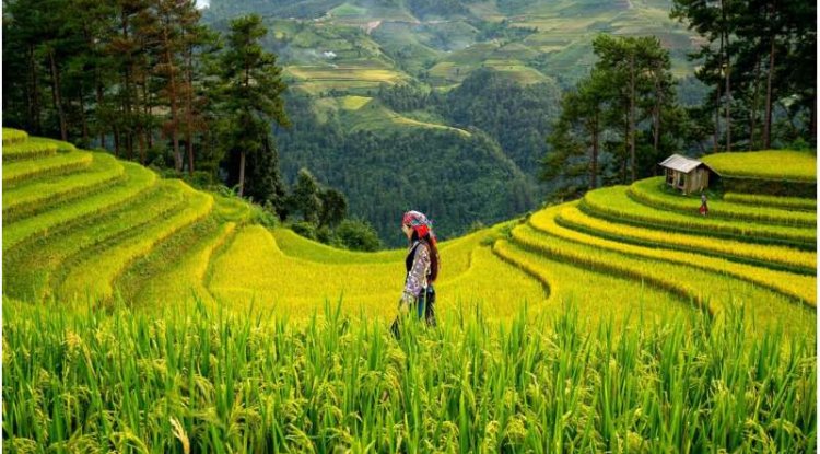 Study Finds Staple Crop Expansion Drives Global Deforestation