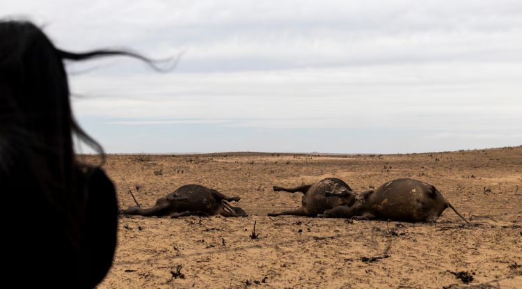 Wildfires Strip U.S. Plains of Pasture, Forcing Ranchers to Seek Feed