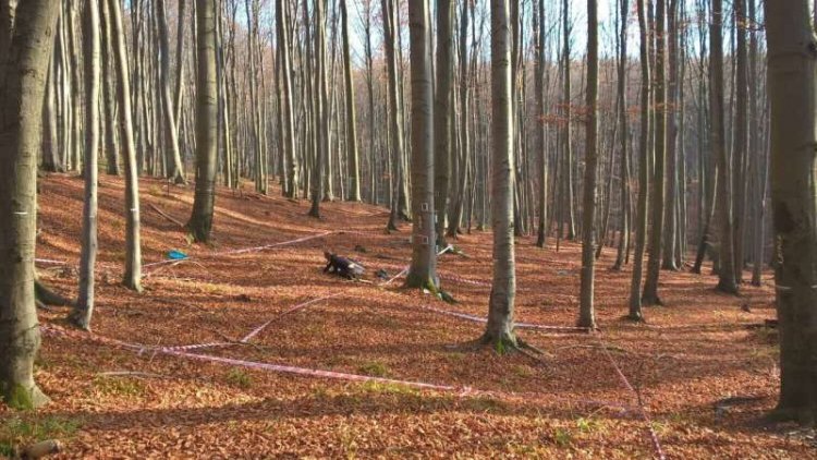 Forest Soils Absorb More Methane as Climate Conditions Change, Study Finds