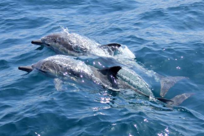 E-Waste Toxins Found in Dolphin & Porpoise Brains: New Study