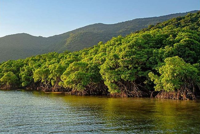 Study Finds Targeted Mangrove Protection Could Boost Climate Resilience