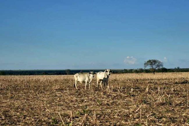 Global Study Finds Grasslands Disappearing Nearly Four Times Faster Than Forests