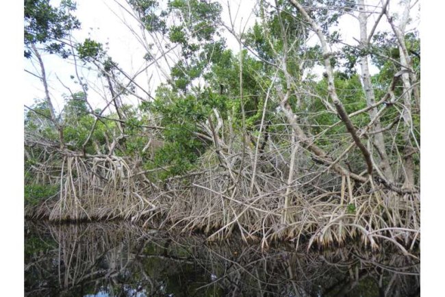 Mangrove Forests Face Oxygen Stress As Ocean Temperatures Rise