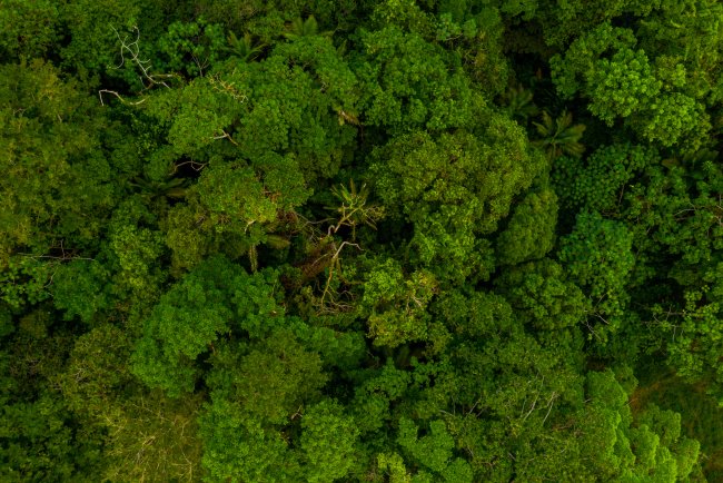 World Forest Day: Why Forests Are India’s Hidden Food Lifeline