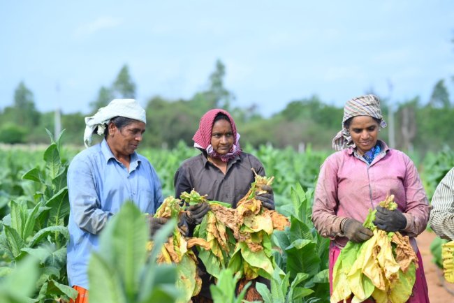 Elitecon promotes sustainable agriculture with new farmer-focused programme