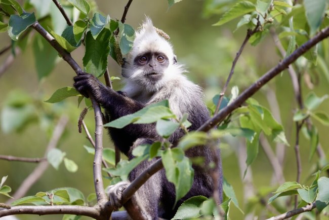 AI And Habitat Restoration Help White-Headed Langur Population Recover In China