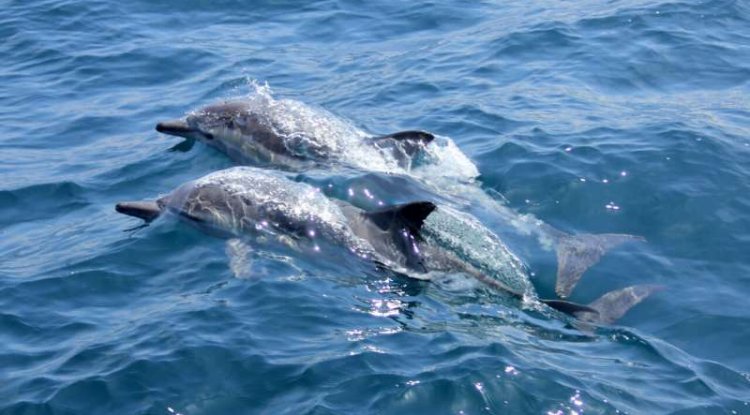 E-Waste Toxins Found in Dolphin & Porpoise Brains: New Study