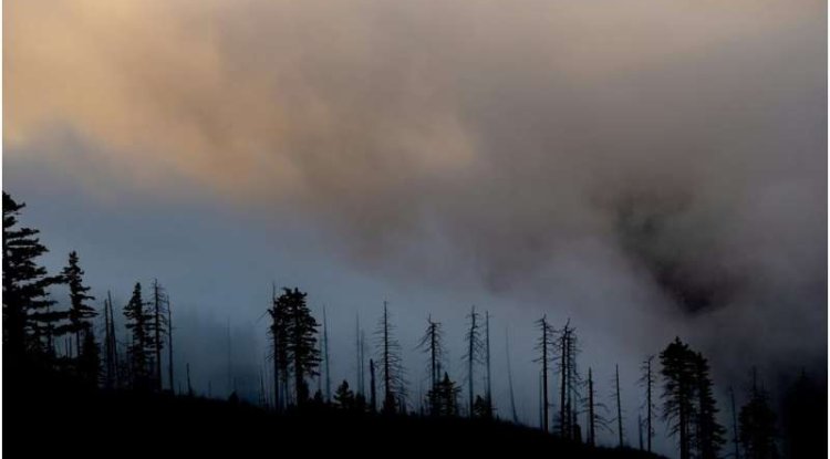 How Wildfire Smoke Triggers Aggression and Violence