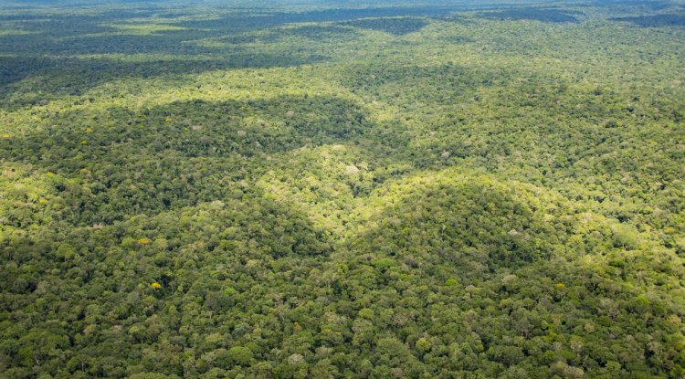 Deforestation in the Amazon Could Intensify Extreme Weather, Study Finds