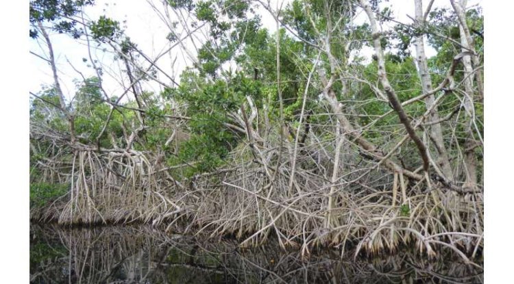 Mangrove Forests Face Oxygen Stress As Ocean Temperatures Rise