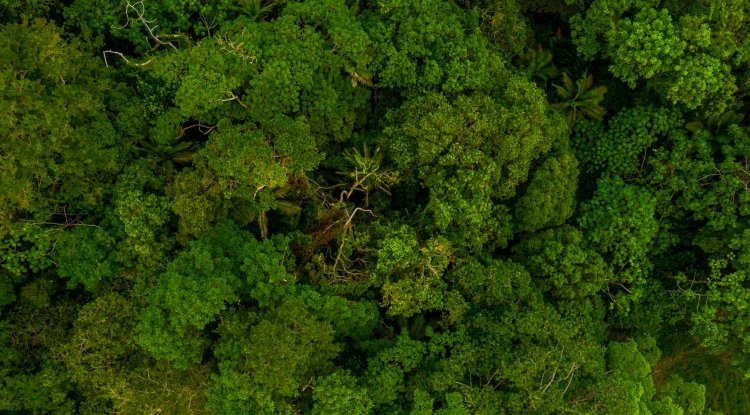 World Forest Day: Why Forests Are India’s Hidden Food Lifeline