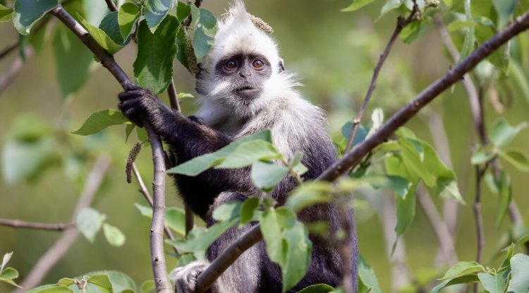 AI And Habitat Restoration Help White-Headed Langur Population Recover In China