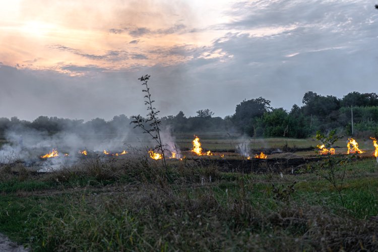 Crop Burning in North India Declines, but Challenge Persists