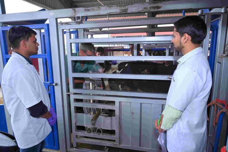 IVF-Based Cattle Breeding Initiative Carried Out by Leads Genetics