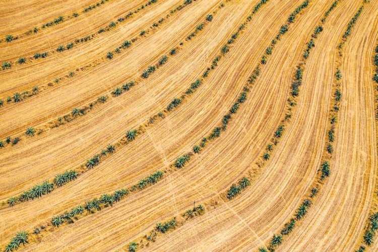 SBTi Updates FLAG Guidance, Revises Deforestation Deadlines And Rules