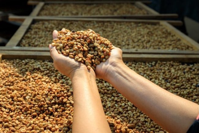 Nestlé, ILO Launch Coffee Supply Chain Rights Project