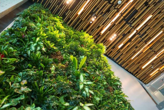 How Green Roofs And Walls Help Cities Tackle Heat And Pollution
