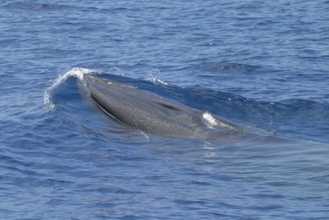 US Waives Species Protections For Gulf Drilling