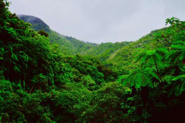 Rainforest Loss Linked To 28,000 Heat Deaths Each Year, Study Finds