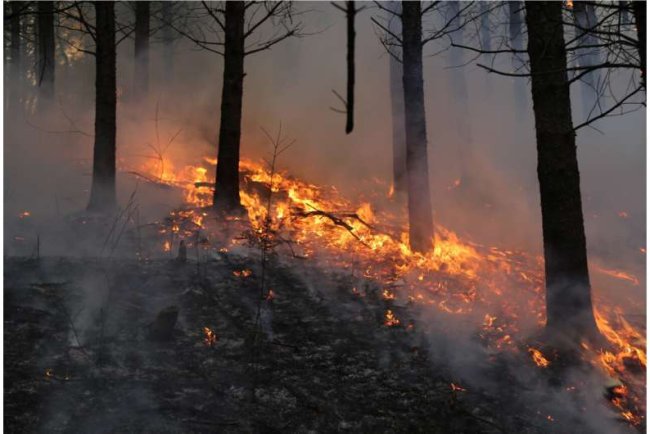 Longer Wildfire Seasons Threaten Global Biodiversity, Study Finds