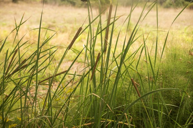 Study Finds Biodiversity Helps Grasslands Survive Extreme Weather