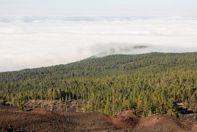 Brazil–China Trade Drives Global Deforestation Risk