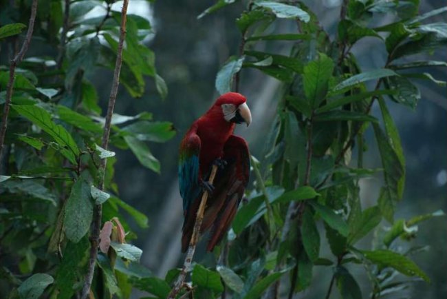 Amazon Droughts Push Rainforest To Record Stress Levels