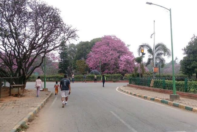 What Happens When Cities Invest In Green Spaces