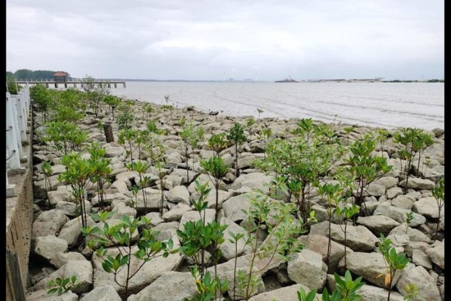Mangrove Systems Acquires Grain to Boost Biochar Market