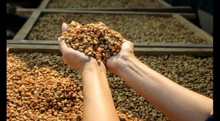 Nestlé, ILO Launch Coffee Supply Chain Rights Project