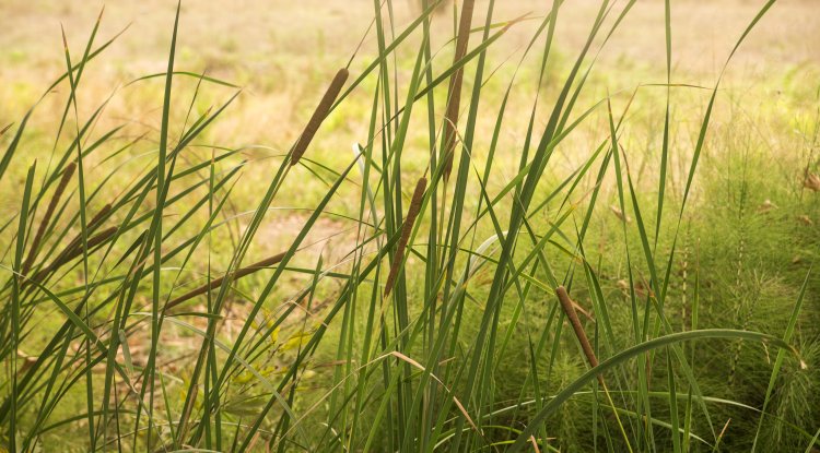 Study Finds Biodiversity Helps Grasslands Survive Extreme Weather
