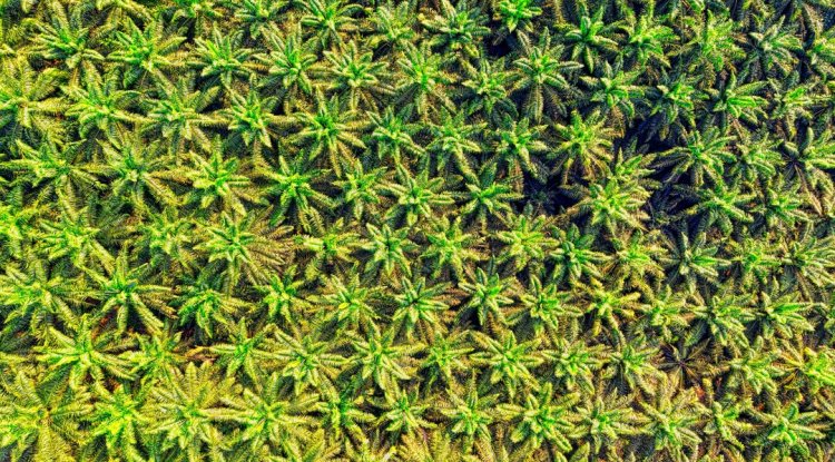 Indonesia Sets 2028 Timeline For B50 Biodiesel Mandate Rollout