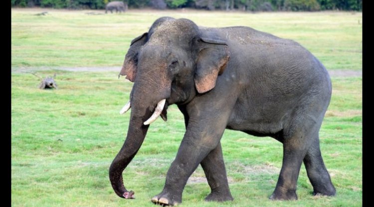 Jaipur Protest Demands End to Captive Elephant Tourism