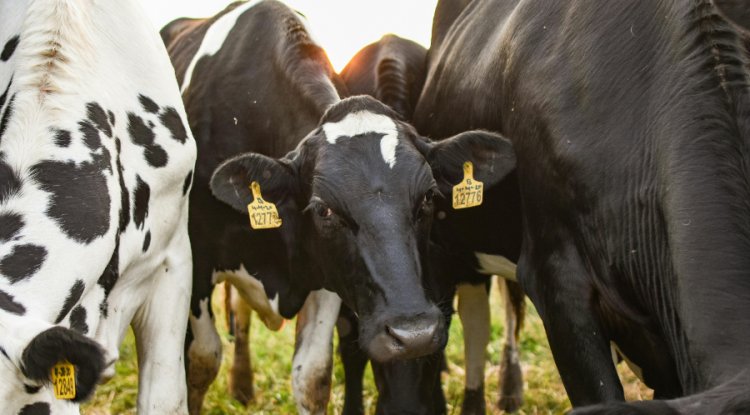 Study Finds 98% Of Meat And Dairy Climate Claims Could Be Greenwashing