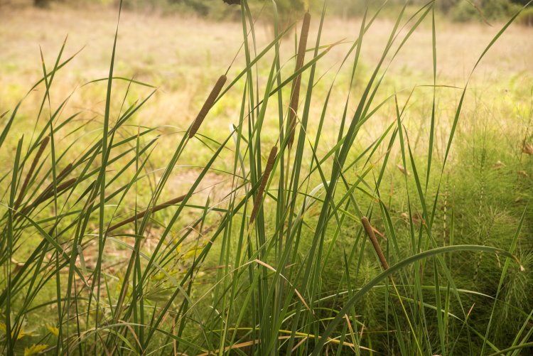 Study Finds Biodiversity Helps Grasslands Survive Extreme Weather