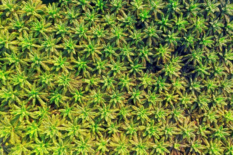 Indonesia Sets 2028 Timeline For B50 Biodiesel Mandate Rollout