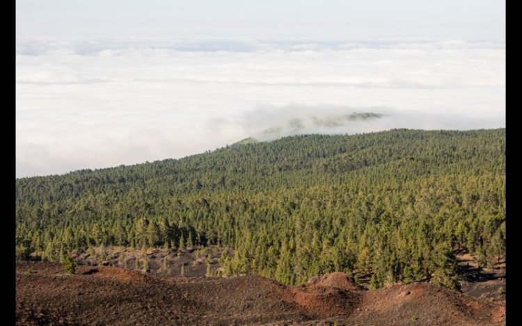 Brazil–China Trade Drives Global Deforestation Risk
