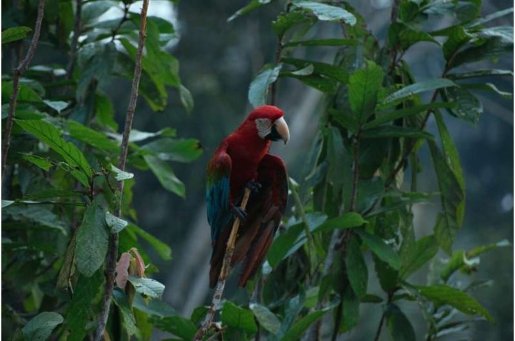 Amazon Droughts Push Rainforest To Record Stress Levels