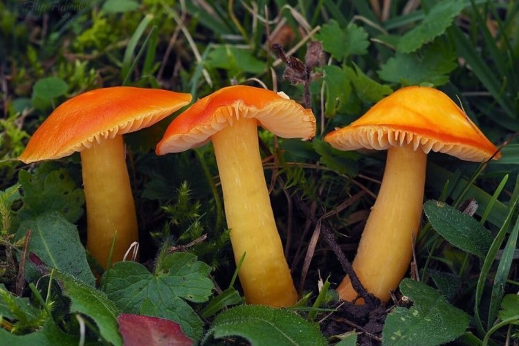 Soil Biodiversity Extinction Risk Rises As Study Flags Major Data Gaps