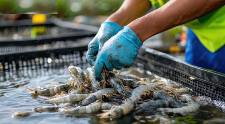 Climate Change Threatens India’s Shrimp Industry And Exports