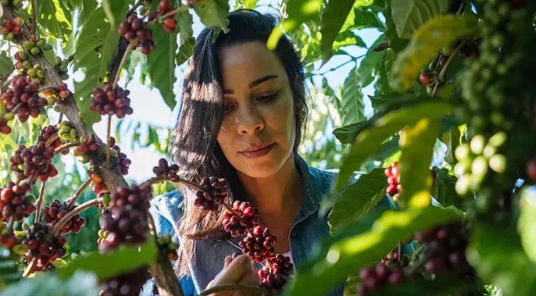 Nestlé Expands ILO Partnership to Address Labour Rights in Coffee Supply Chains