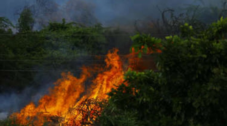 Study Finds Forest Fuel Treatments Deliver Economic Benefits Beyond Wildfire Prevention